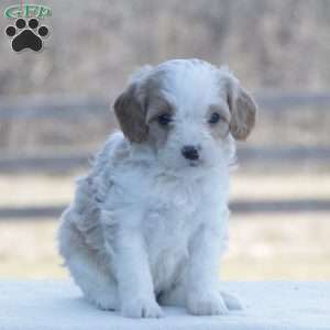 Finley, Cavapoo Puppy